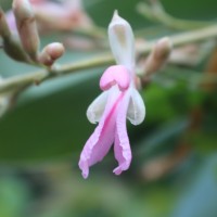 Zingiberaceae